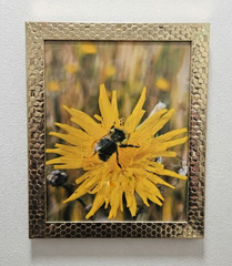 10×8 Original Nature Photography Signed Bee Yellow Flower Gold Frame Audra Deane