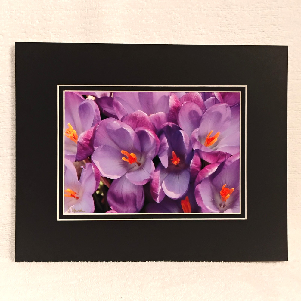 Purple Crocus Flowers Wall Art Macro Nature Photography 8×10 matted photo print