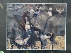 Artist Greg Arbutine 8″x10″ Photograph 11″x14″ black mat “African Buffalo Herd”