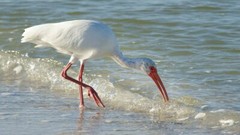 Digital Image Picture Photo Pic Wallpaper Background Water White Bird Nature