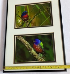 Framed/ Matted Photographs Painted Buntings Signed 20 X 10 Inches