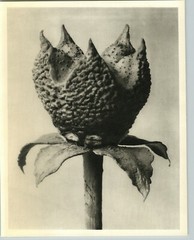 1942 Original BOTANICAL PLANT Water Avens Flower Photo Art KARL BLOSSFELDT