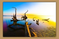 Driftwood Beach Décor Art Prints – Big Talbot Island, Boneyard Beach, Florida