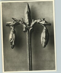 1942 Original BOTANICAL PLANT Forsythia Flower Photo Art KARL BLOSSFELDT