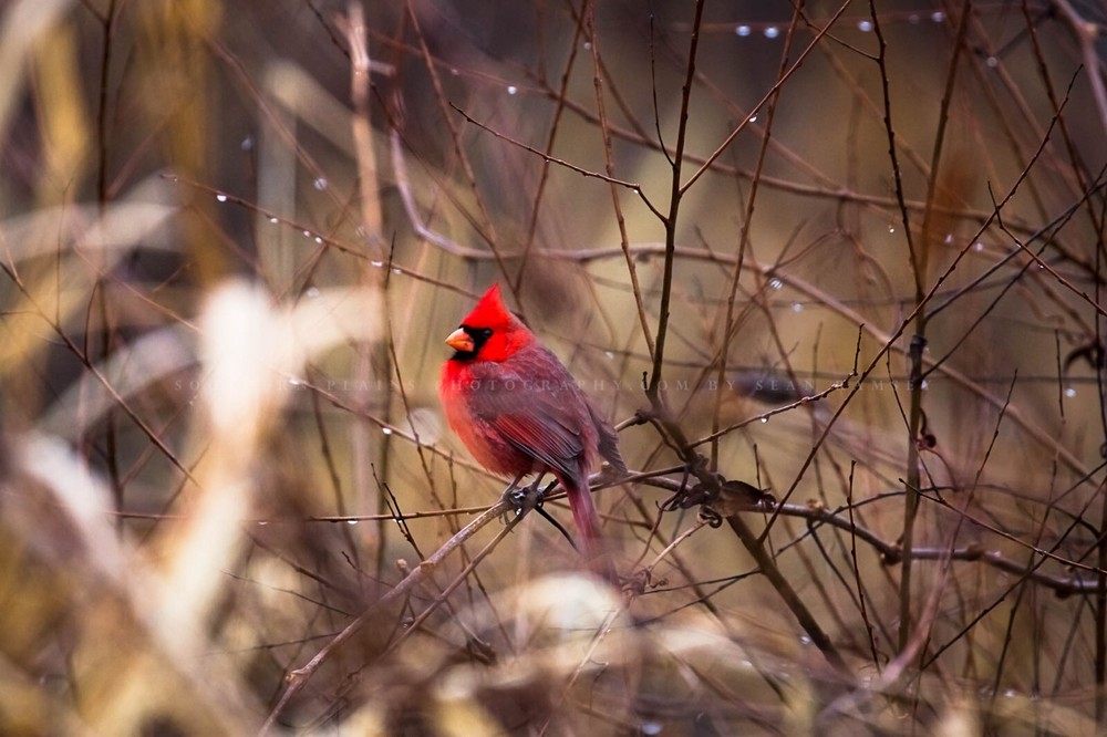 Wildlife Photography Print – Picture of Red Cardinal Surrounded by Raindrops