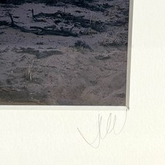 2002 Jim Witkowski 8×10 Color Photograph “Burnt Pinion at White Knolls” Arizona