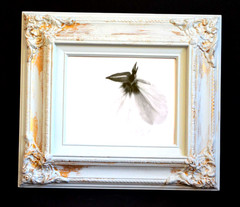 Pair Framed Fine Art Photography Black and White Photos of Primrose Flowers two