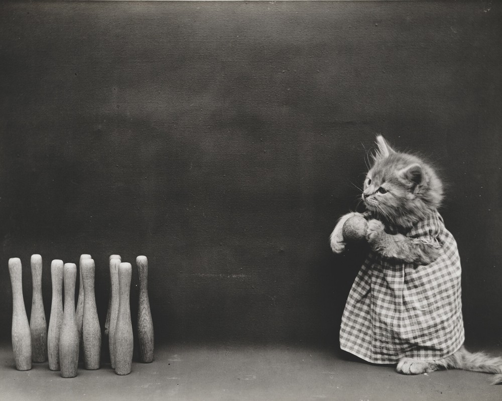 cat kitten kitty art print Harry Whittier Frees 8×10 vintage photo picture #19