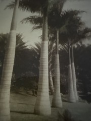 Moanalua Hawaiian islands Tinted Photo Nicely Framed Hawaii Palm trees