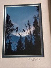 John Eveland Signed Wildlife Photo Wood Framed Birds In Tree Moon Mountain