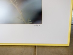 Art Photography Print with Desert Agave and Butterfly
