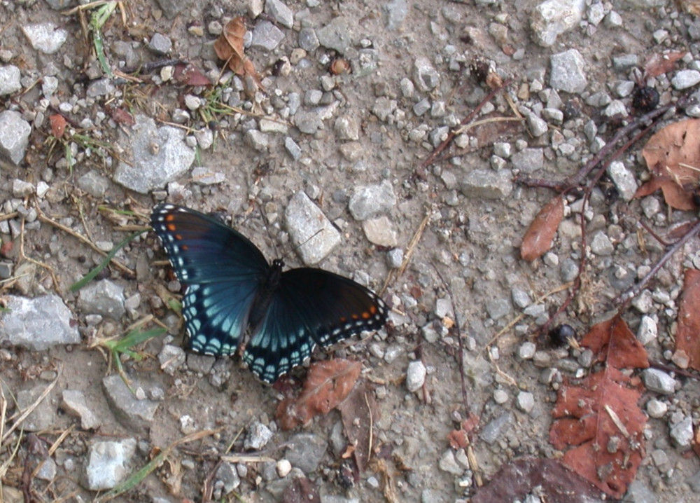 Beautiful Blue Butterfly 5×7″ photograph print