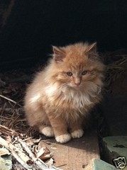 FLUFFY ORANGE KITTEN CAT PHOTO SCREENSAVER WALLPAPER COPY DONATE