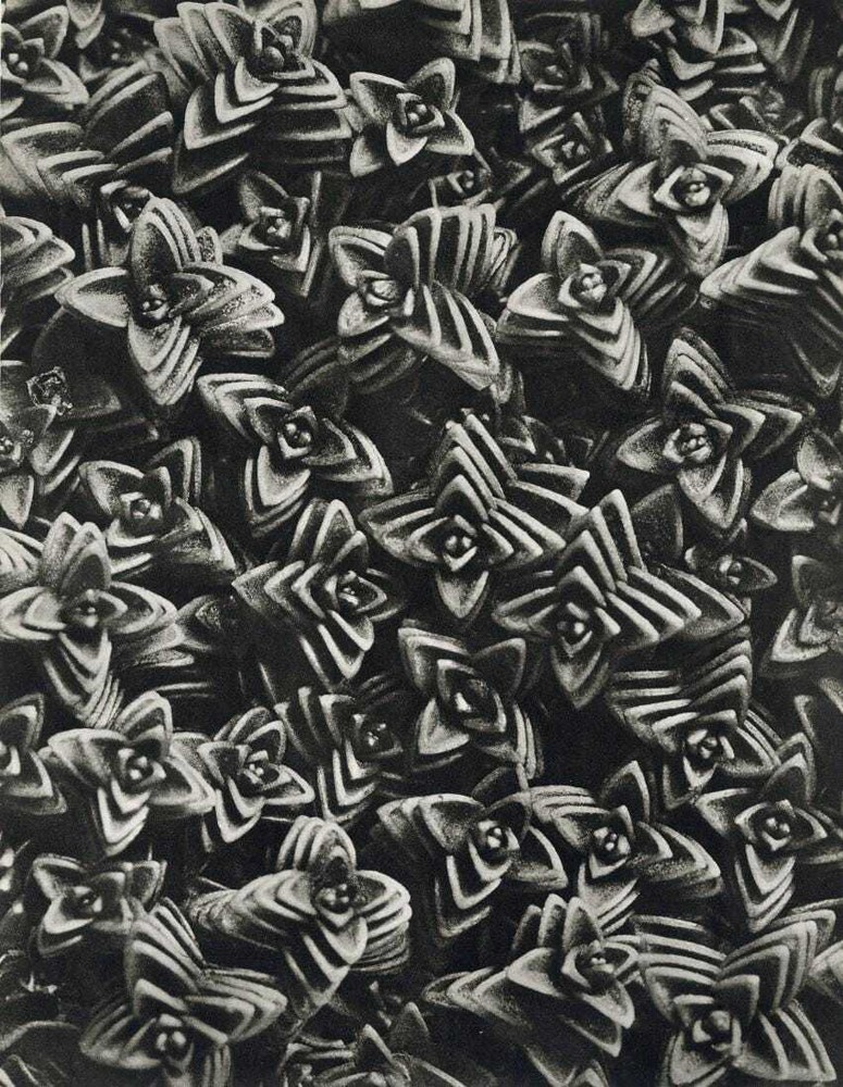 KARL BLOSSFELDT,1942 Original BOTANICAL PLANT, FREE SHIPPING, Rare