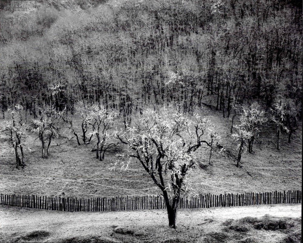 1986 1951 Ansel Adams Oak Tree Sonoma County Hills California Large Art Photo