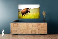 Buffalo Country Home Décor – Wildlife Fine Art Photography Prints