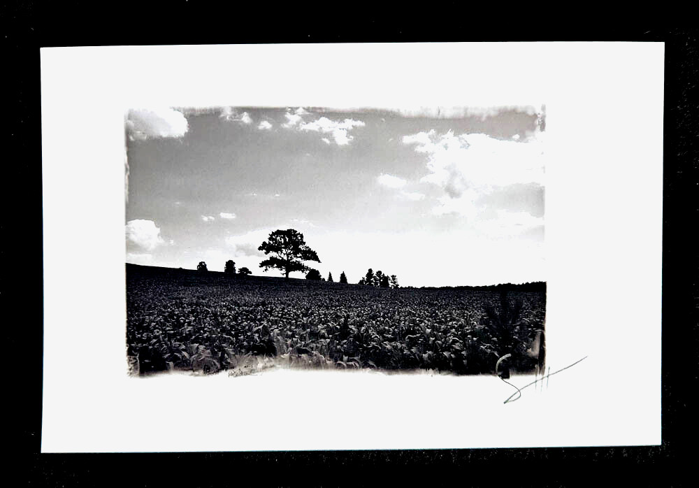 Art Photography Black and White Image Trees in Field 8 1/2 X 5 1/2 in Signed