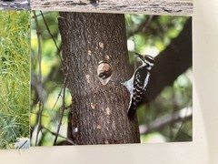 6 Original Bird Photography 8” X 10”