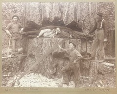 Antique GEORGE W KIRK Stimson Mill MASSIVE Cedar TREE Everett Washington PHOTO
