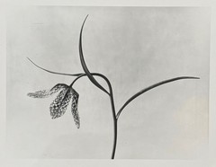 Karl Blossfeldt, Chess Flower, Photograph from Estate, Pen Art 2016