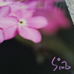 Original Wildlife Photo Metal Print LE Signed COA Forget-Me-Not Picture 8 x 10