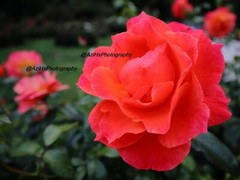 Print 11×14 Lustre Original Photo Photography Roses Beach Garden Art Nature D1