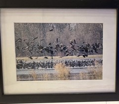 Laurie Eastely “Flyout” Finley Wildlife Refuge Birds 14 x 18 Framed Photograph