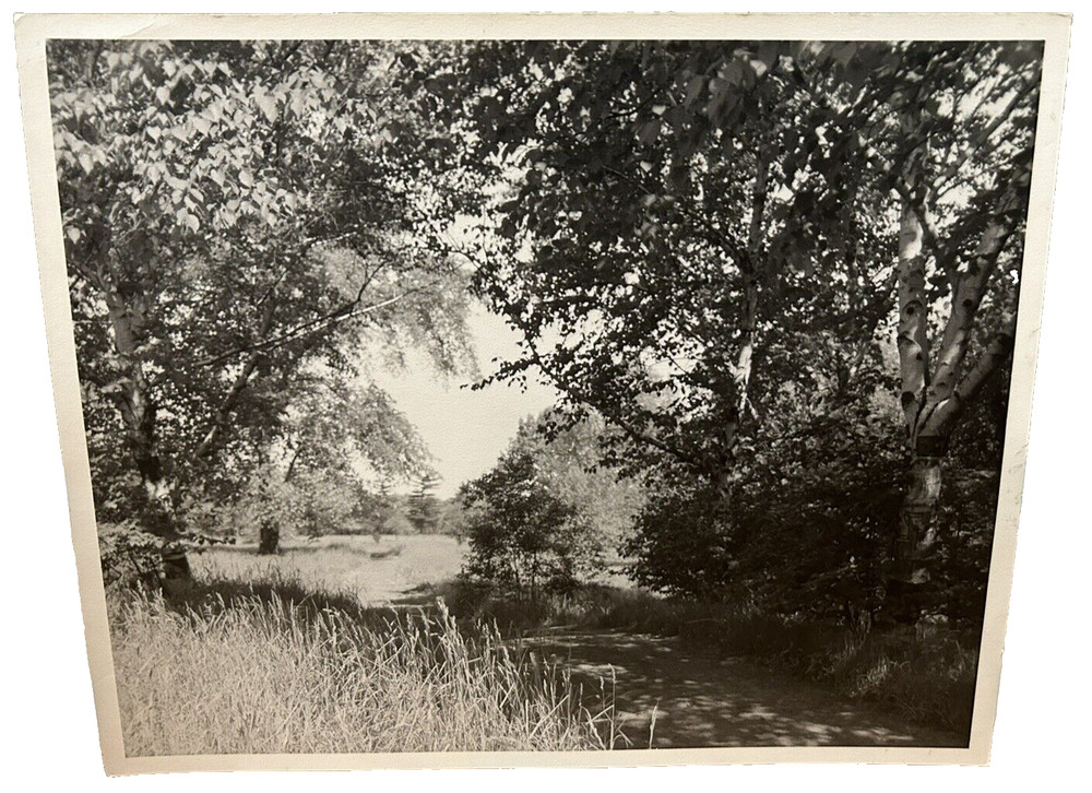 Arthur Gray Standard Oil Photographer Cleveland Ohio Americana Woodland Path Wow
