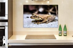 Cuban Tree Frog – Fine Art Macro Photography Prints – by Bear8Photo