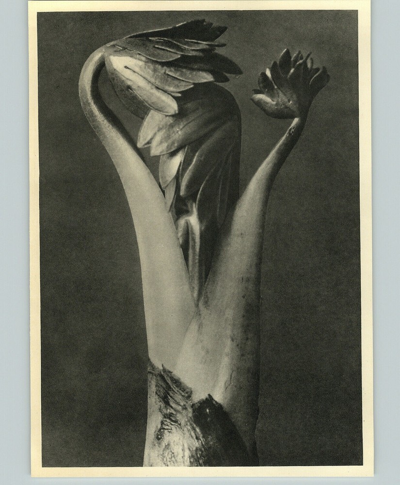 1942 Original BOTANICAL PLANT Monkshood Flower Photo Art KARL BLOSSFELDT