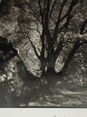 Jim Fitzgerald Untitled Photo Signed Photograph Carbon Transfer