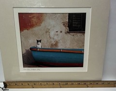 John And Debora Scanlan AP Italy Cat Photograph Print With COA Signed Numbered