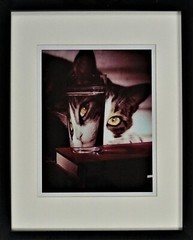 1963 Nina Leen “The LIFE Picture Collection” Cat Peering into Glass, COA 15×12