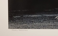 Original Large Format Black & White Photo Quail Skeleton by Charles Fendrock