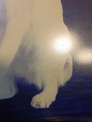 White Cat On Blue Black Background Manipulated Photograph? Original Signed Art.