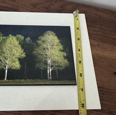 Light & shadow Mounted Matted Photo Erik Stensland Scenic Photography Trees