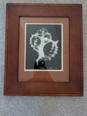 William A. Conklin 1978 Radiographic Photograph Murex Shell — Signed, #39/500