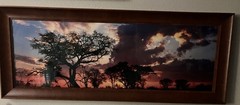 Chitabe Sunset Botswana by Tony Newlin 60″ x 20″ Artist Signed Print #22/500
