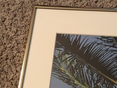 Vintage 1994 Robin L White Signed Palm Tree Tropical 23½”x10⅞”Framed Photo