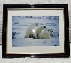 Mike Kelly Framed Limited Edition Photograph Polar Bears in Snow Signed 16/1200