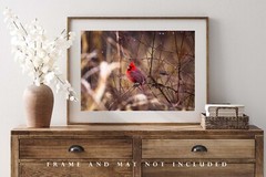 Wildlife Photography Print – Picture of Red Cardinal Surrounded by Raindrops