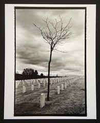 Fine Art Darkroom Print from “Cemetery Tree 2 ” Santa Fe, NM
