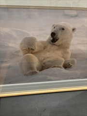 Thomas D. Mangelsen Polar Bear Limited Edition, 597/950, Signed & Framed