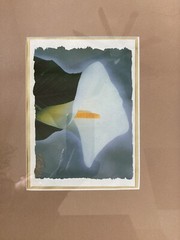 Calla Lilly Photograph & Print
