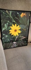 Photo of a yellow sunflower. Size of the poster size photo is 16×20.