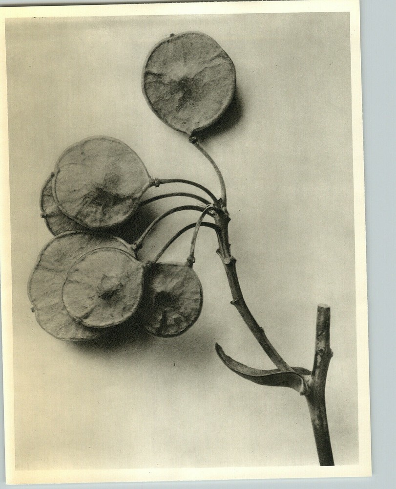 1942 Original BOTANICAL PLANT Common Hoptree Flower Photo Art KARL BLOSSFELDT