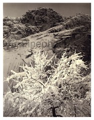 1949 Original ANSEL ADAMS Yosemite Winter Snow Orchard Tree KROMEKOTE Photo Art