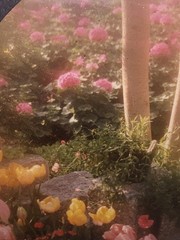 Pair Gamow Signed Floral Photography Art 5″ x 7″ Matted