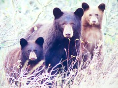 Gerry Lamarre Wildlife Photograph Print Brown Bear Family Matted 16″ x 12″