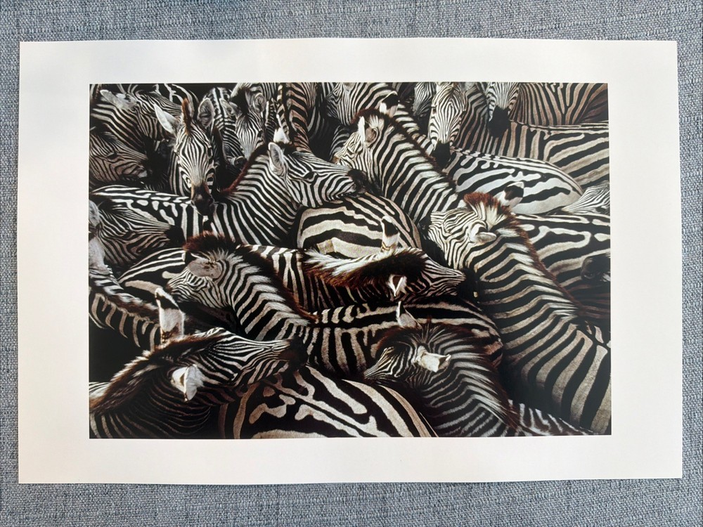 Zebras Wild Life, National Geographic Photo Print 10×15” By Frans Lanting